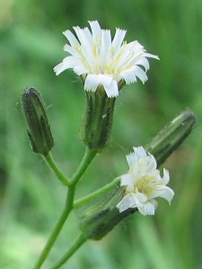 Hieracium albiflorum